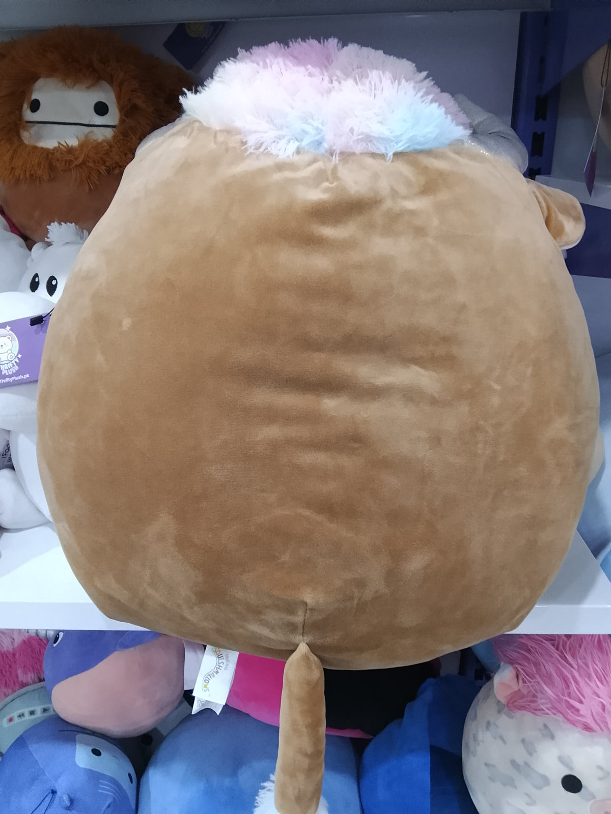 Squishmallows Candela the Highland Cow plush toy.