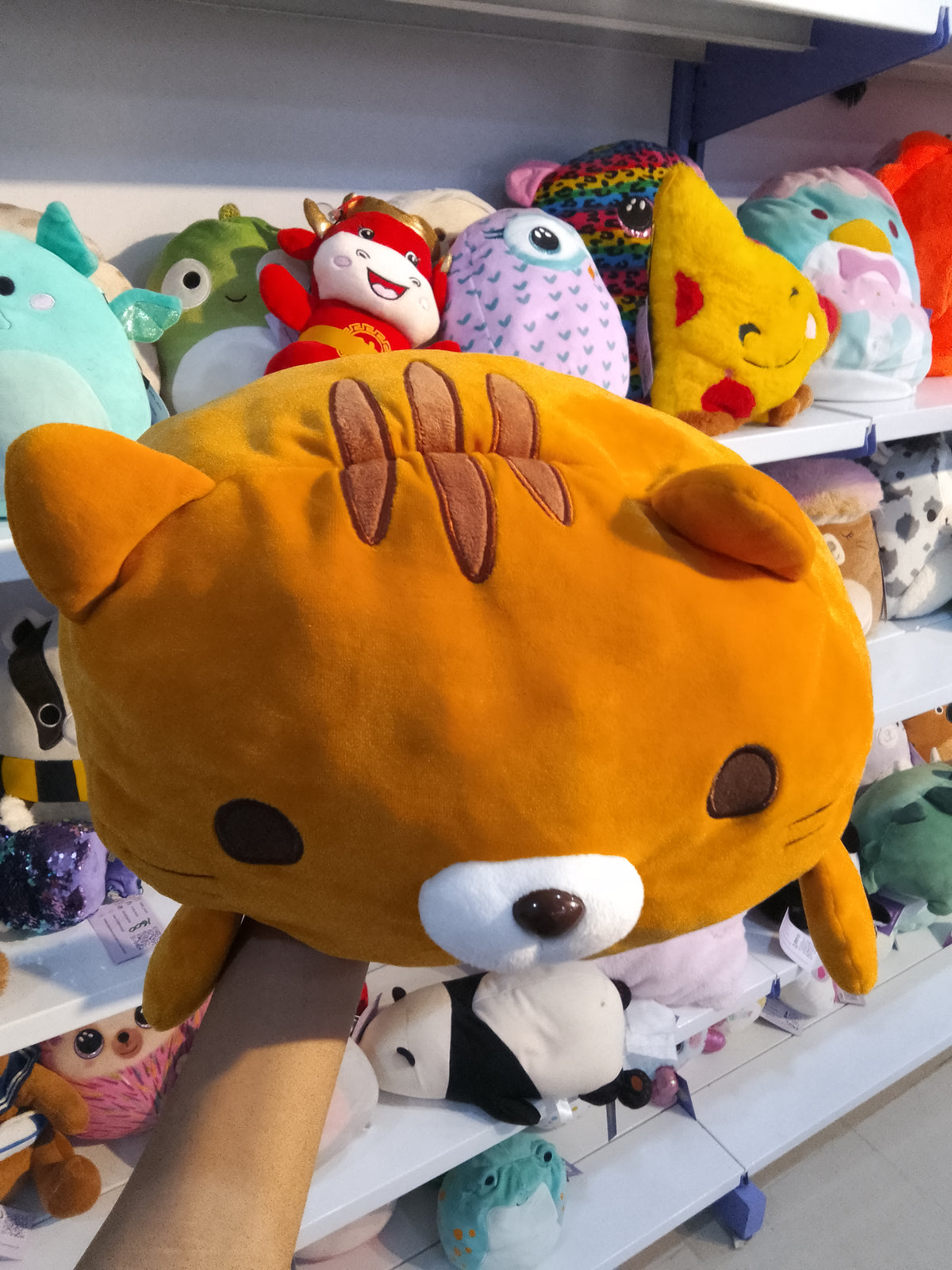 Toramachi-kun