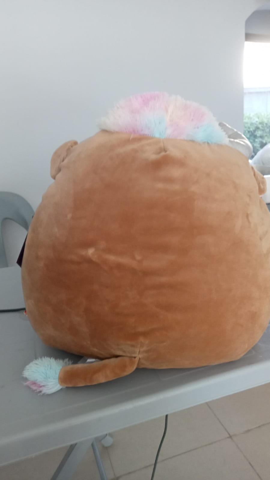 Candela the Highland Cow